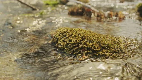 Close up of plant in the river