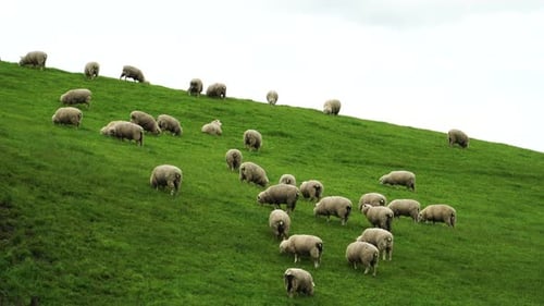un rebaño de ovejas deambulando por un campo cubierto de hierba verde en la cima de una colina en Nueva Zelanda