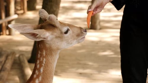 Closeup of a Young Tourist Feeding a Spotted Deer with a Carrot at the Zoo