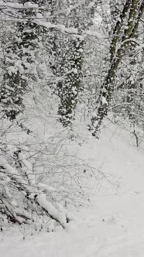 Heavy Snowfall In Dense Forest Closeup Of Drifting Snow Blanketing Branches And Undergrowth