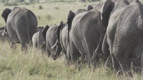 Herd of elephants walking in Masai Mara, Kenya, Africa