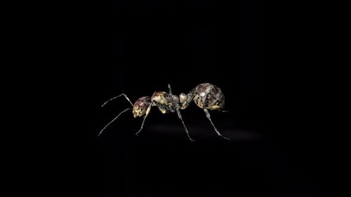 Zombie Ant Shake 2