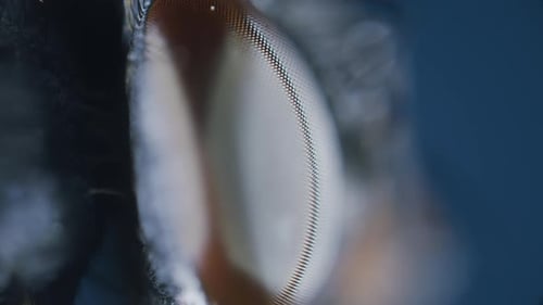 Extreme Close-Up of a Fly Compound Eye Zoom