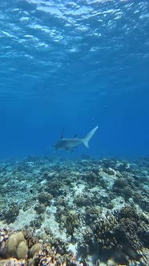 Blacktip Reef Shark Patrolling Coral Reef