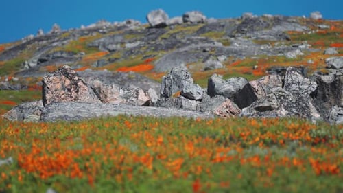 A picturesque landscape of a rocky slope, with colorful autumn undergrowth creates a contrast agains