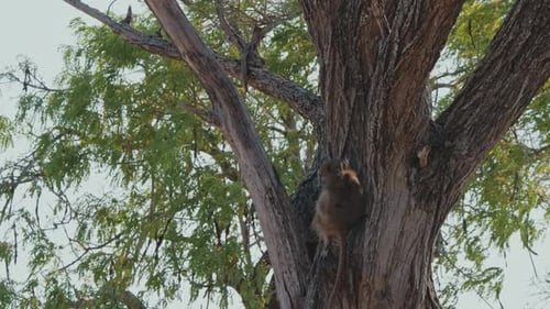 Upward view of Chacma Baboon sitting in shaded tree