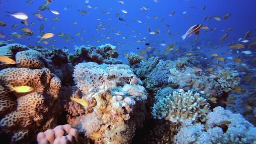Scorpion-Fish Corals Blue Sea