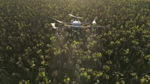 Agricultural Drone Spraying Sunflower Field 22