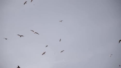 Seagulls flying high in the blue sky