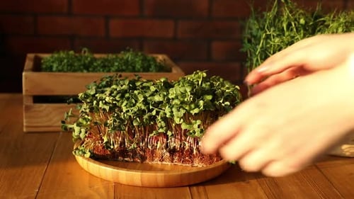 Fresh Microgreens Assortment on Wooden Plate, Healthy Eating