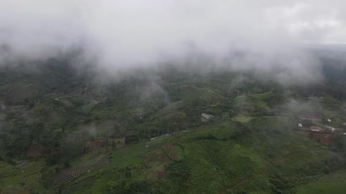 A high angle, aerial view over tea plantation. It was shot with a drone tilted down which dolly out,