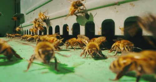 Slow motion macro of homegrown bees flying and entering in a colorful hives for procreation and ho