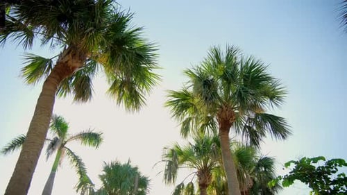 Camera Looks Up As It Moves Past Rows a Palm Trees on Street Sunny Day Wide Footage