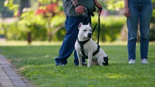 beautiful white dog pit bull staffordshire terrier on a walk in the park on a leash near the summer