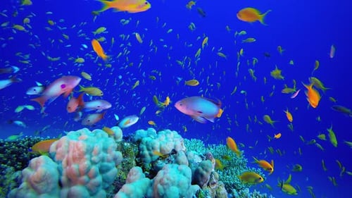 Colourful Coral Reef Scene