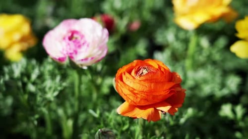 Colorful cultivated hybrid ranunculus flowers growing in a flowerbed - isolated close up