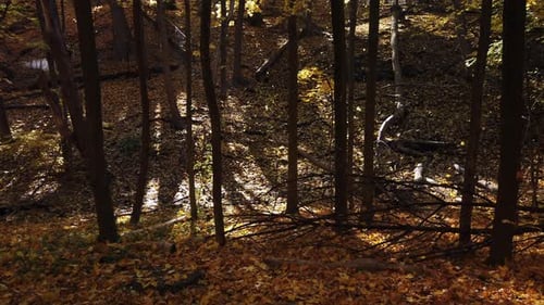 Autumn eaves falling in a forest