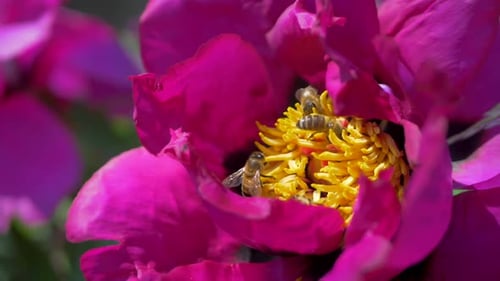 Bold Purple Peony with Glowing Yellow Center Surrounded By Buzzing