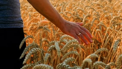 A Farmer in a Field of Wheat Checks Selective Focus