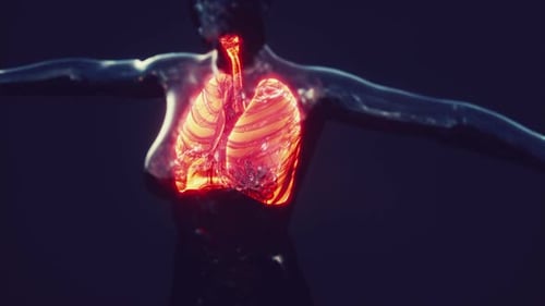 3D Animation of Glowing Human Lungs and Respiratory System