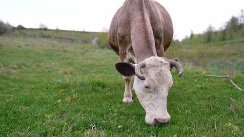 Cow grazing on a meadow. Cattle standing in a green field