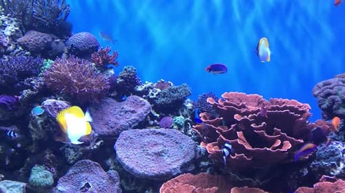 Aquarium-Video mit tropischen Fischen voller Leben und Bewegung. Fast 30 Sekunden ununterbrochenes Filmmaterial in H