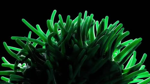 Eerie bioluminescent organism pulsating in dark ocean depth