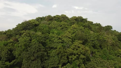 Aerial fly over green forest