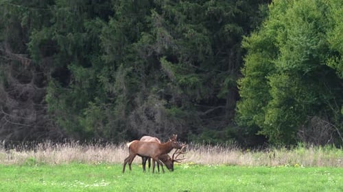 Two elk grazing in a pasture in the evening light with the pine forest in the background.