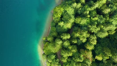 Coastline of the Lake with Tall Coniferous Trees and Turquoise Water