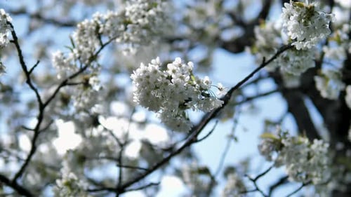 Flowering cherry tree in spring. A close-up shot in 4K of a flower while the wind is blowing.
