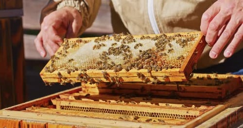 Beekeeper Holds Honeycomb in Apiary