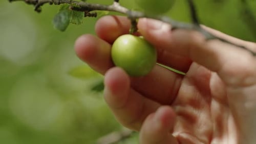 Plum Tree
