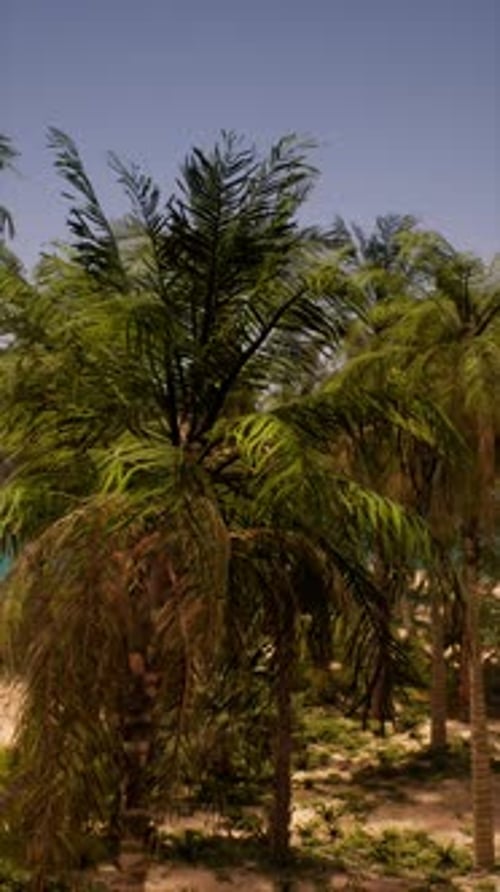 Tropical Beach With Palm Trees and Blue Ocean