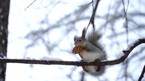 Close-up of a cute fluffy red squirrel with a nut in its paws