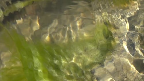 Water flowing with seaweed underneath