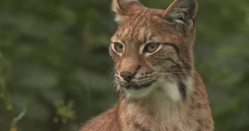 Der Eurasische Luchs (Lynx lynx) im Wald.