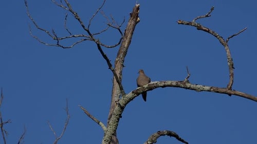 Solitary mourning dove on a dead branch. 25 sec/24 fps. 40% original speed. Clip 5