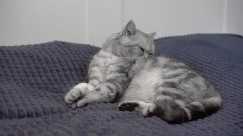 Silver Tabby Cat Grooming Itself Indoors on Bed
