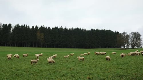Schafherde auf der Weide. Schafe weiden auf der grünen Wiese