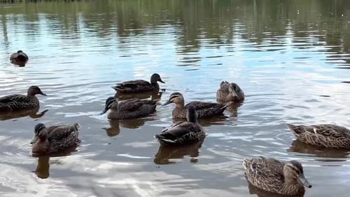 Wild Ducks Swim on a Pond in the Park Nature and Animals