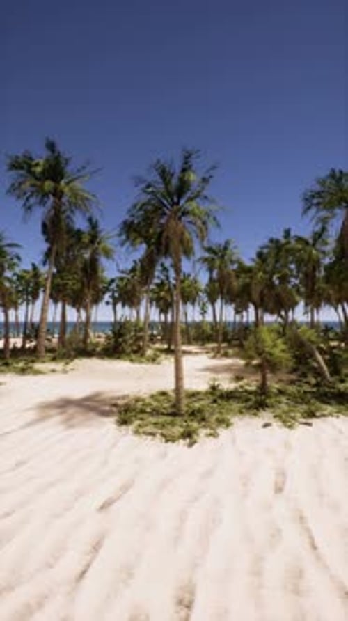 Sandy Beach With Palm Trees and Ocean