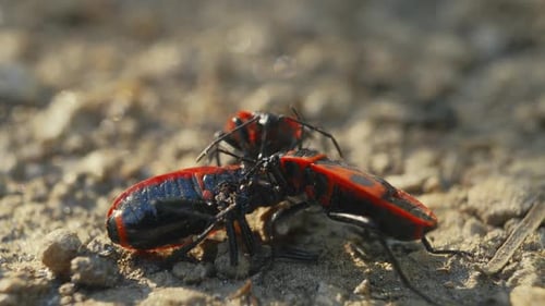 Nahaufnahme von Feuerwanzen auf der texturierten Oberfläche der Baumrinde, die entomologisches Verhalten zeigt