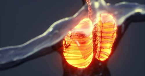 Understanding Human Lung Anatomy Through Detailed Visual Representation