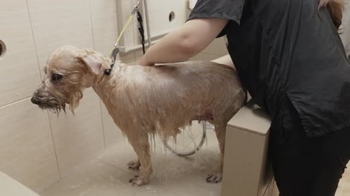 Dog Having a Bath at the Groomers