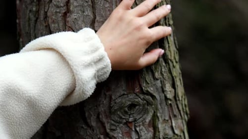 Closeup of Hand Gently Touching Tree Trunk in Forest Care and Protection of Nature