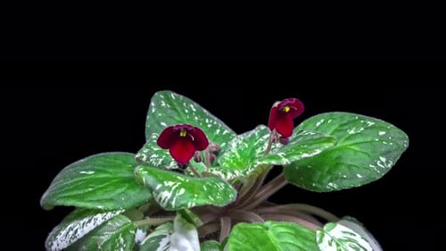 Violet Flower Time lapse - 4K