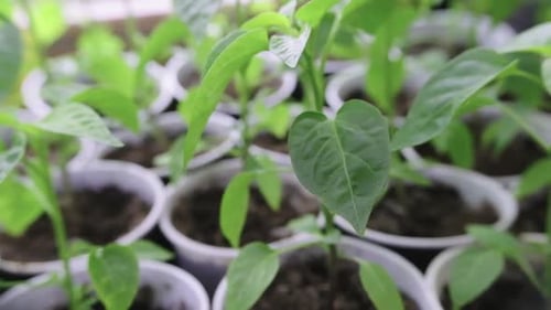 Green Seedlings Growing in Pots in Daylight