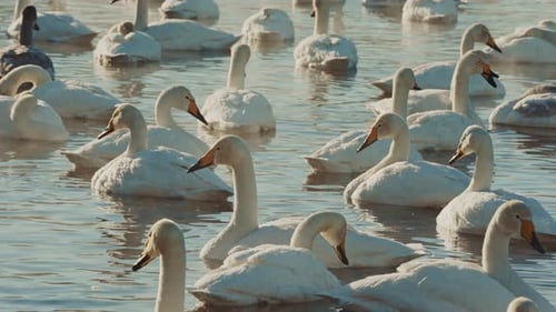 Swans Swimming Gracefully in a Serene Lake During the Early Morning Light