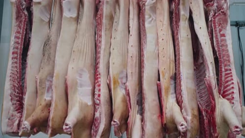 Pork Carcasses Hang in a Meat Factory Meat Production Sausage Production